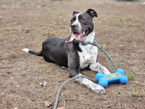 San José Animal Care Center